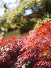 春の紅葉