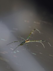 待ち伏せ