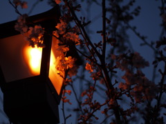 桜　夕暮れの一の坂