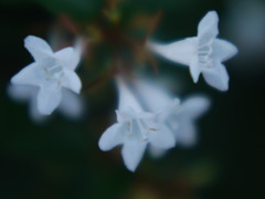涼