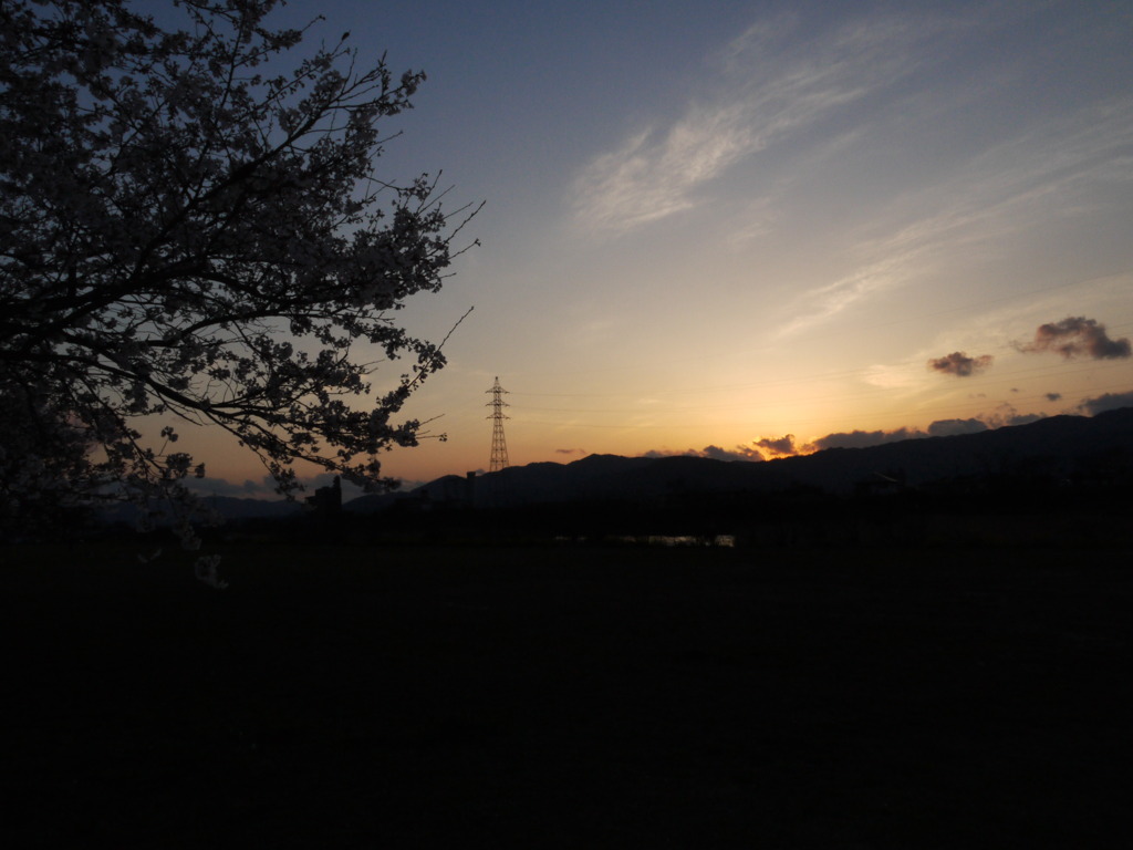 夕焼け×桜
