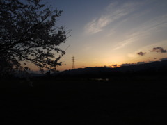 夕焼け×桜