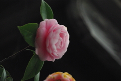IMGP1312