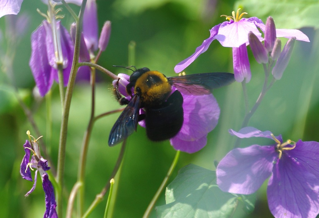 くまん蜂