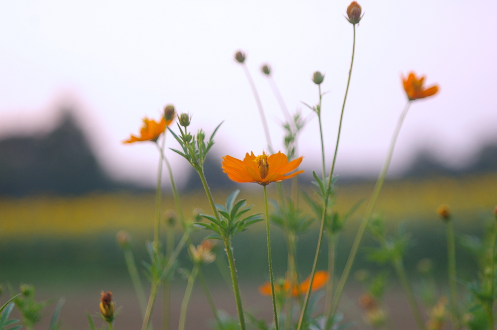 なんて花なんだろ・・