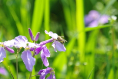 蜜蜂