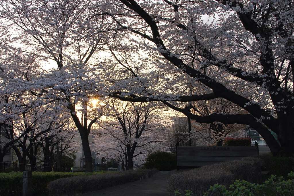 桜街道その１