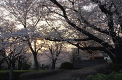 桜街道その１