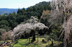 入生田の長興山しだれ桜