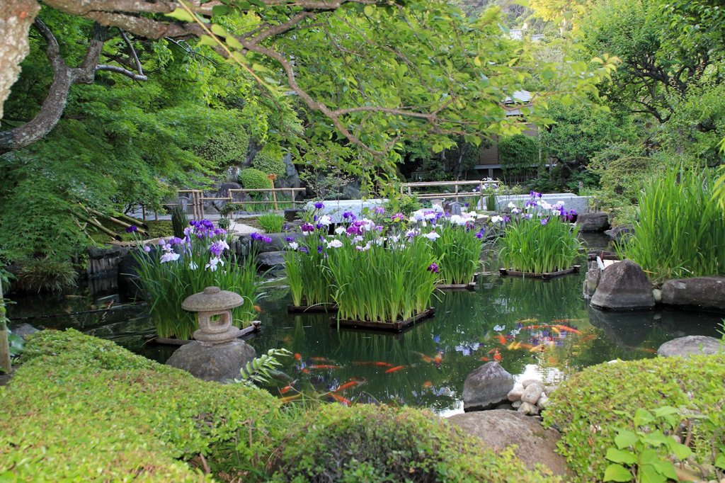 鎌倉長谷寺の紫陽花だより（その２）