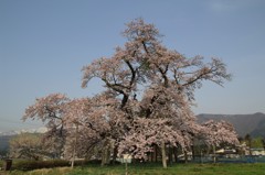 山口奨学桜