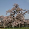 山口奨学桜