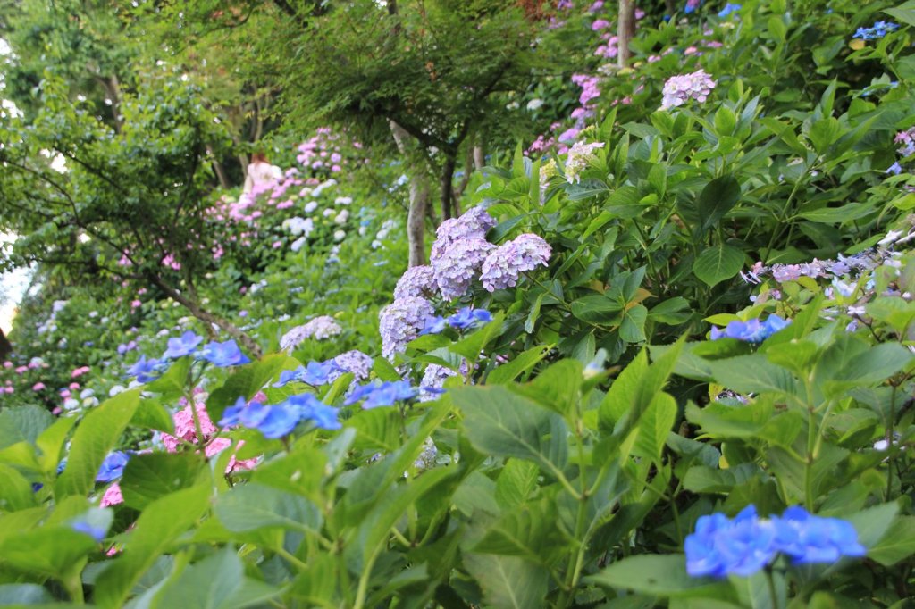 鎌倉長谷寺の紫陽花だより（その３）