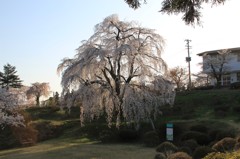 双松公園の眺陽桜（夕暮れ）