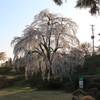 双松公園の眺陽桜（夕暮れ）