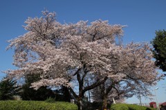 桜街道その３