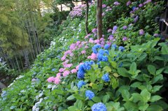 鎌倉長谷寺の紫陽花だより（その４）