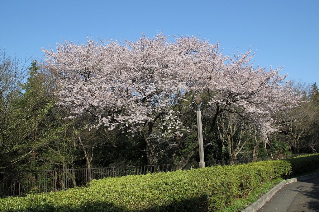 桜街道その４