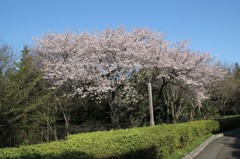 桜街道その４