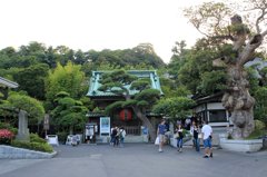 鎌倉長谷寺の紫陽花だより（その１）