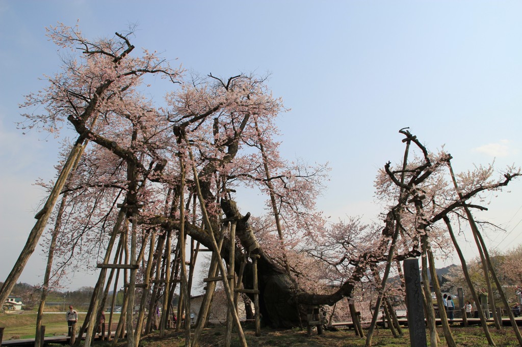 伊佐沢の久保桜