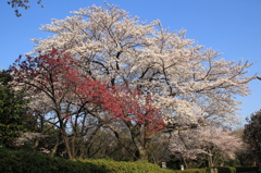 2012年ふるさと尾根道（その2）