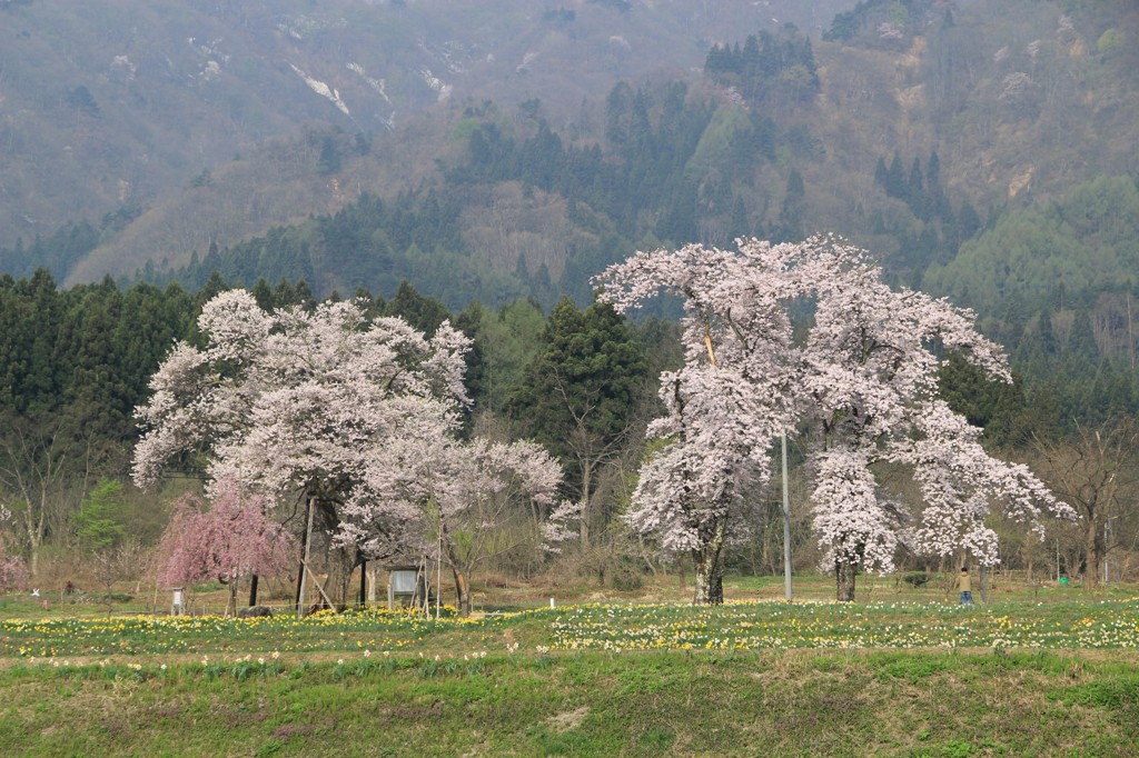 十二の桜