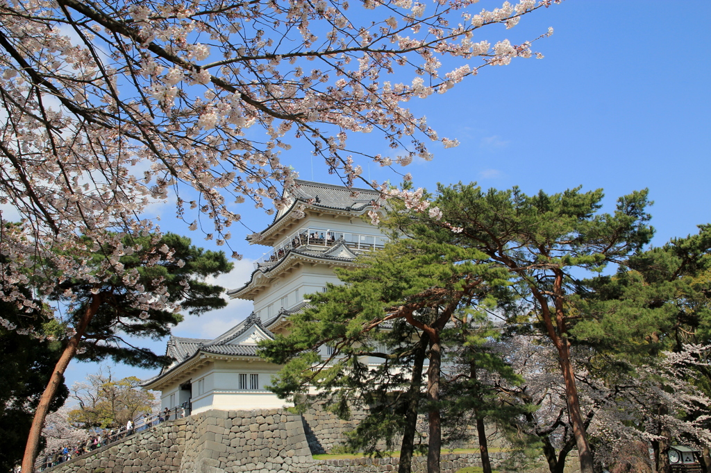 2012年小田原城と桜