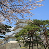 2012年小田原城と桜