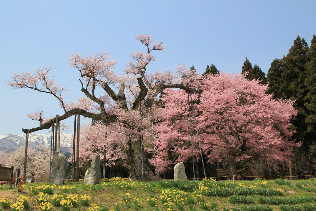 釜の越桜