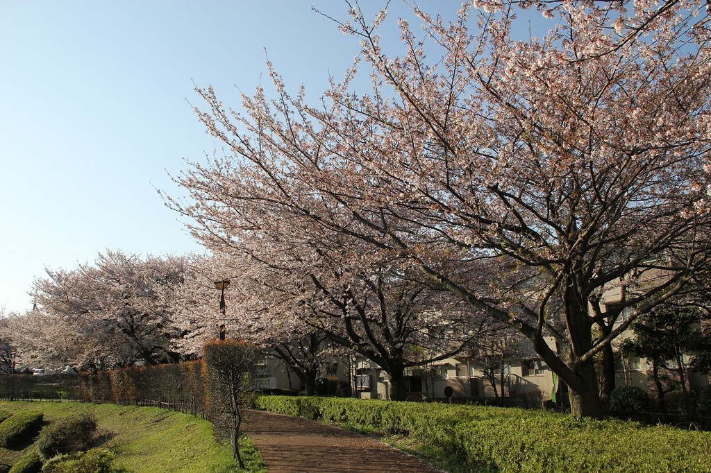 桜街道その２