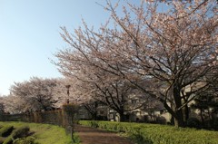 桜街道その２