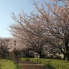 桜街道その２