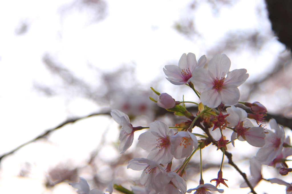 SAKURA #05