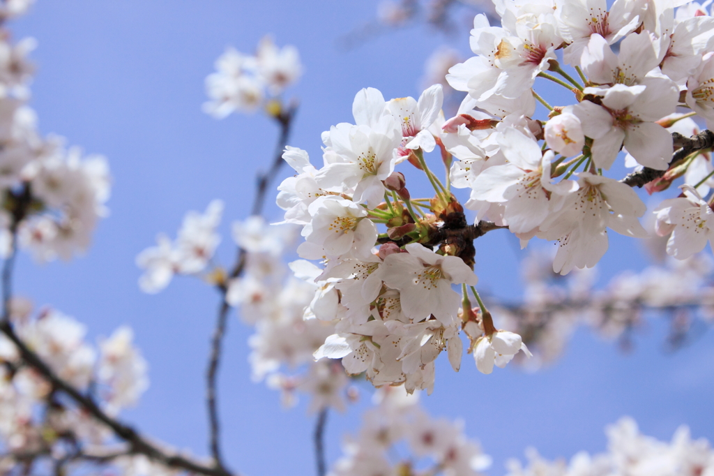 SAKURA #01