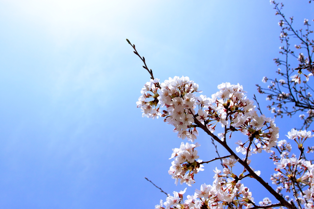 SAKURA #02
