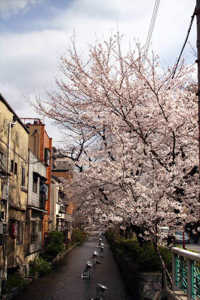 桜