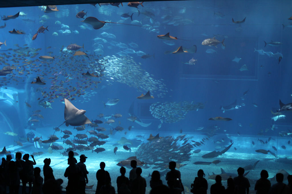 魚のいる風景