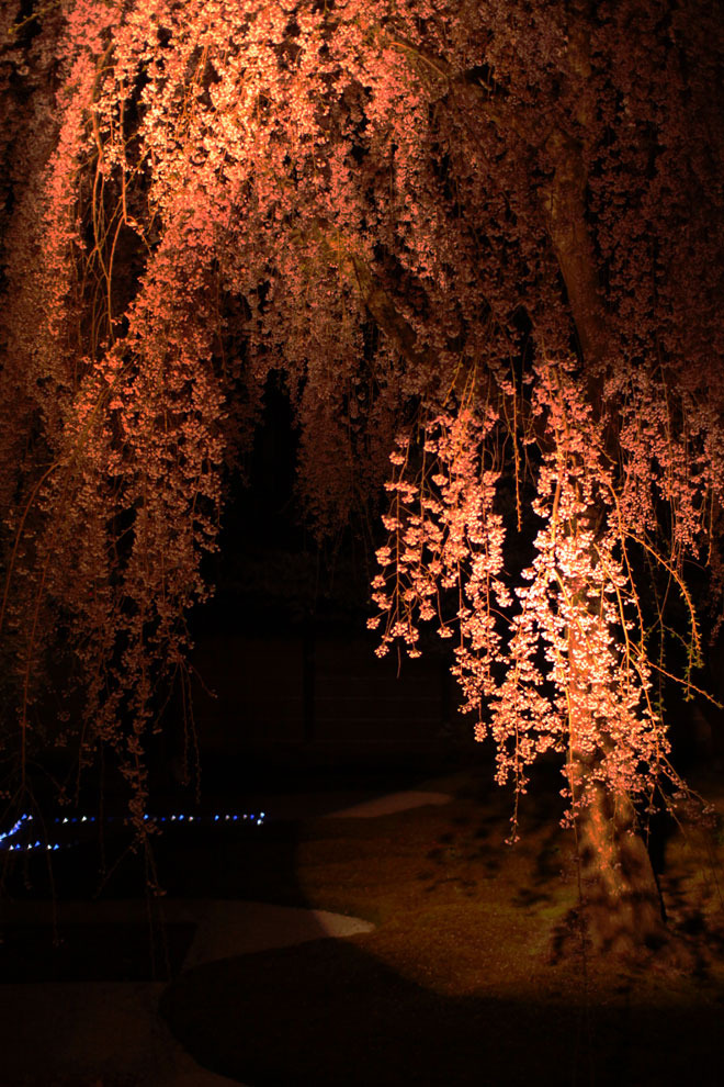 枝垂桜