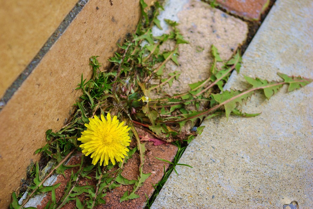 IMGP0091