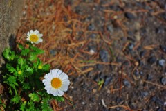 IMGP0164