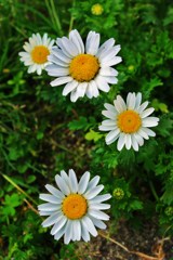 IMGP0138