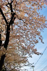 IMGP0140