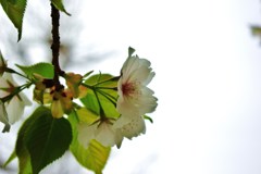IMGP0066