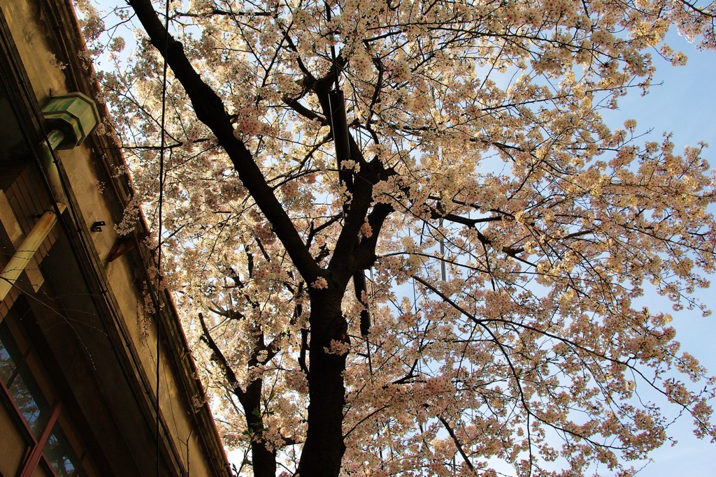 IMGP0142