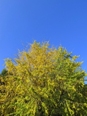 秋晴