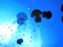 青浮