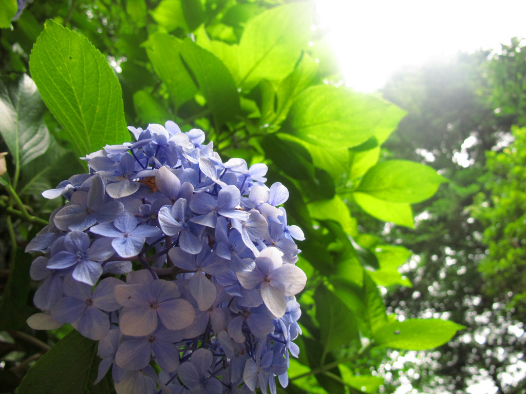 陽避けの紫陽花