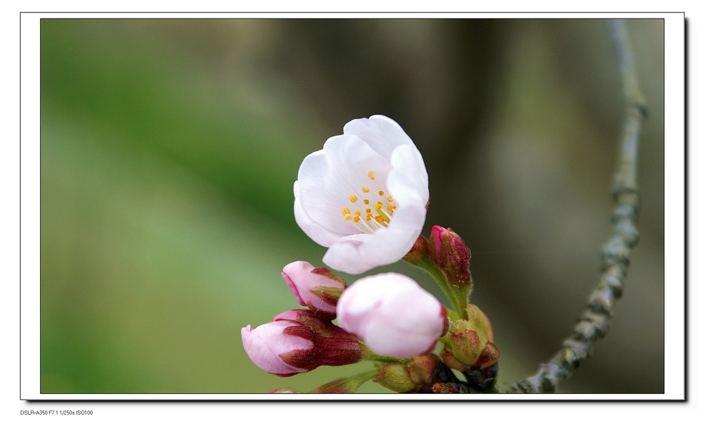 桜