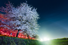 閃光の夜桜